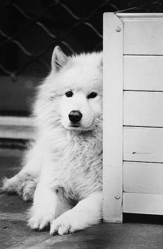 --- Le chien ---